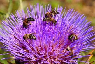Pollinator Week: A History